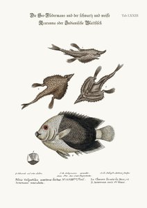 A Sea-Bat és a Pyed Acarauna, 1749-73